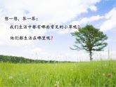 三年级科学上册1.3《大树和小草》课件（3）教科版