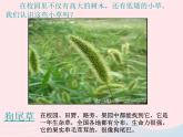 三年级科学上册1.3《大树和小草》课件（3）教科版