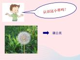 三年级科学上册1.3《大树和小草》课件（2）教科版