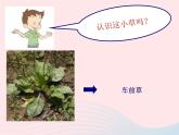 三年级科学上册1.3《大树和小草》课件（2）教科版