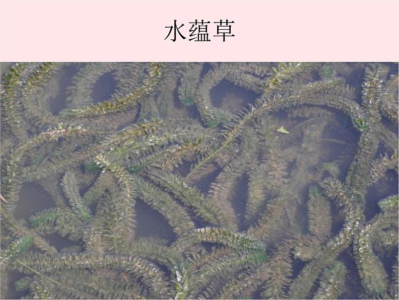 三年级科学上册1.4《水生植物》课件（3）教科版07