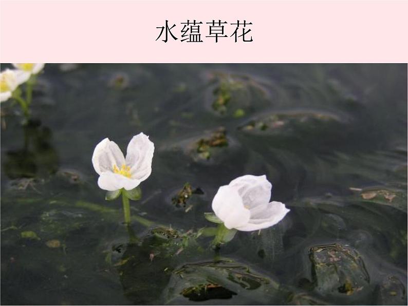 三年级科学上册1.4《水生植物》课件（3）教科版08