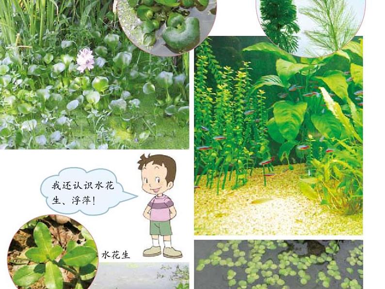 三年级科学上册1.4《水生植物》课件（2）教科版03