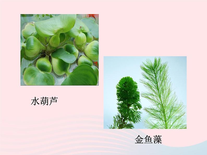 三年级科学上册1.4《水生植物》课件（1）教科版02