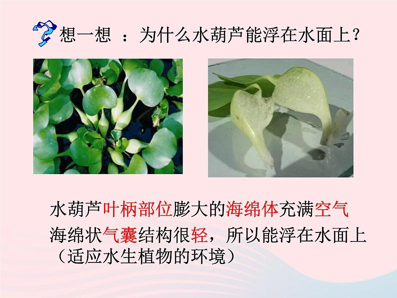 三年级科学上册1.4《水生植物》课件（1）教科版04