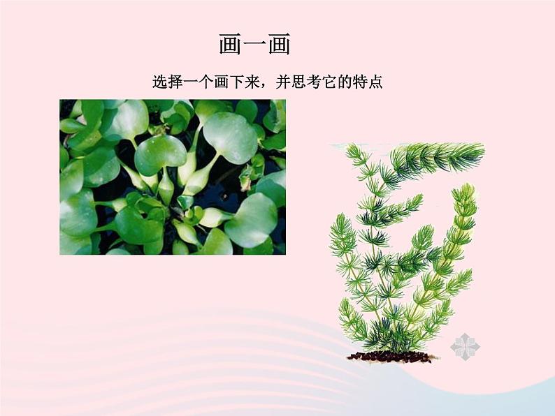 三年级科学上册1.4《水生植物》课件（1）教科版05