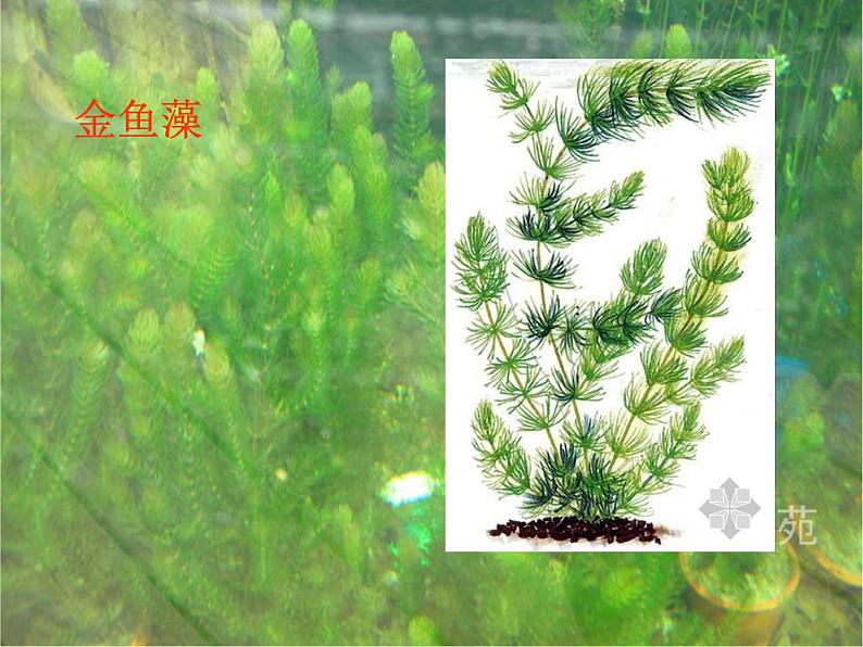 三年级科学上册1.4《水生植物》课件（5）教科版04