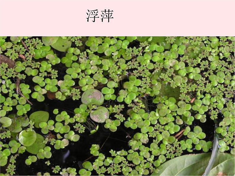 三年级科学上册1.4《水生植物》课件（5）教科版05