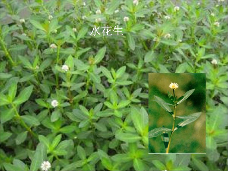 三年级科学上册1.4《水生植物》课件（5）教科版07