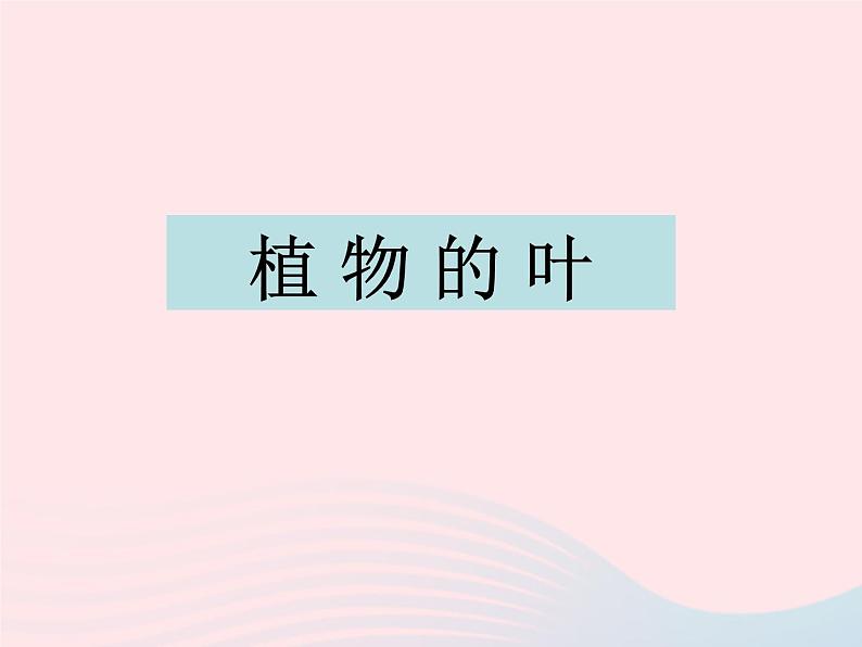 三年级科学上册1.5《植物的叶》课件（4）教科版第1页