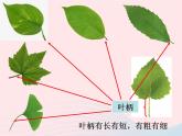 三年级科学上册1.5《植物的叶》课件（4）教科版