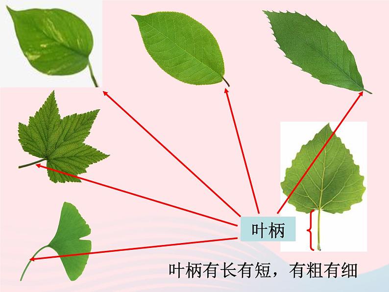 三年级科学上册1.5《植物的叶》课件（4）教科版第2页