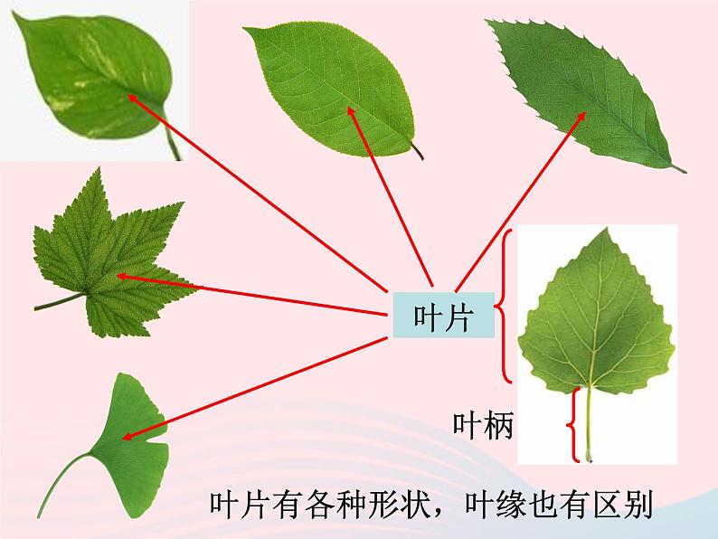 三年级科学上册1.5《植物的叶》课件（4）教科版第3页