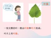 三年级科学上册1.5《植物的叶》课件（4）教科版