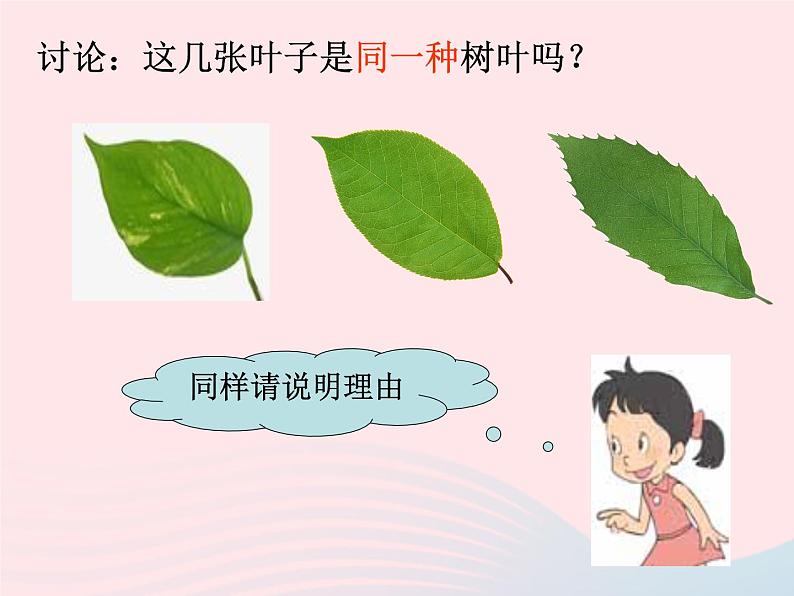 三年级科学上册1.5《植物的叶》课件（4）教科版第5页