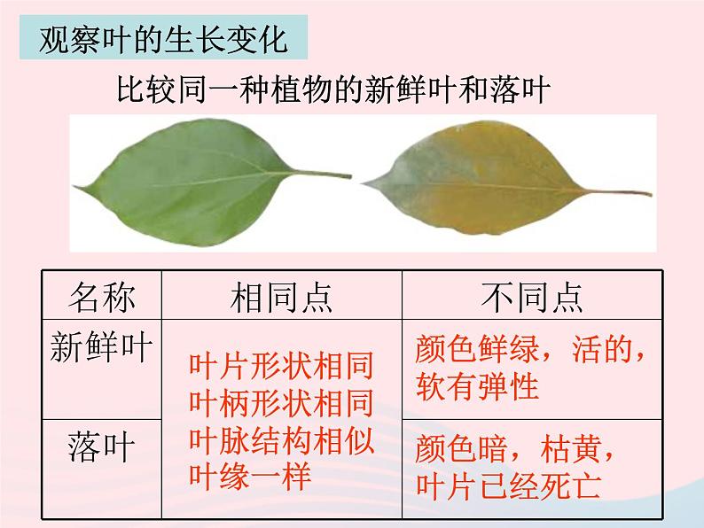 三年级科学上册1.5《植物的叶》课件（4）教科版第7页
