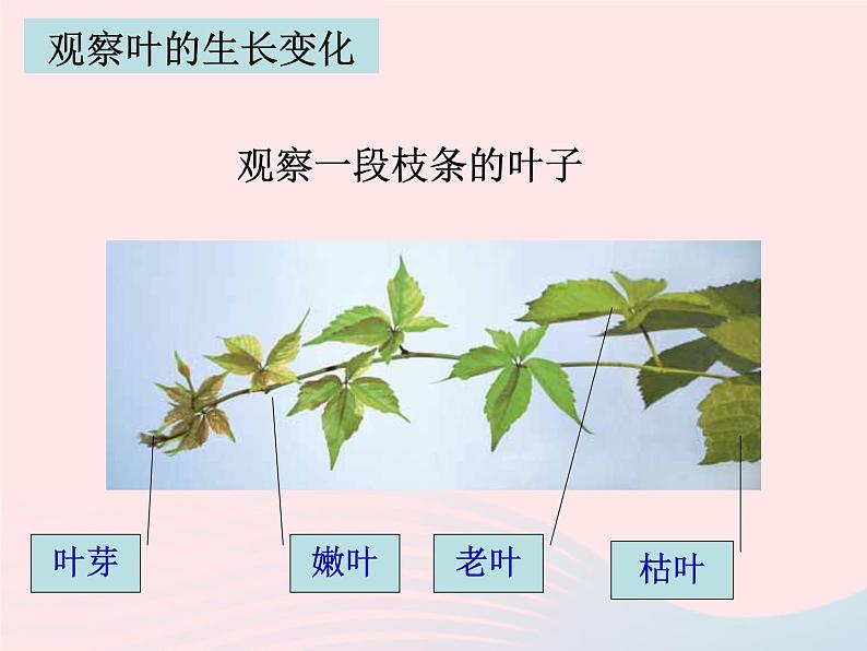 三年级科学上册1.5《植物的叶》课件（4）教科版第8页