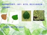 三年级科学上册1.5《植物的叶》课件（5）教科版