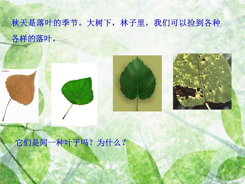 三年级科学上册1.5《植物的叶》课件（5）教科版03