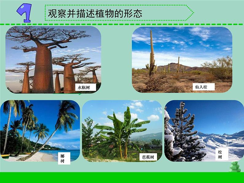 三年级科学下册第二单元植物与环境5不同环境里的植物课件1苏教版02