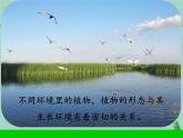 三年级科学下册第二单元植物与环境5不同环境里的植物课件1苏教版