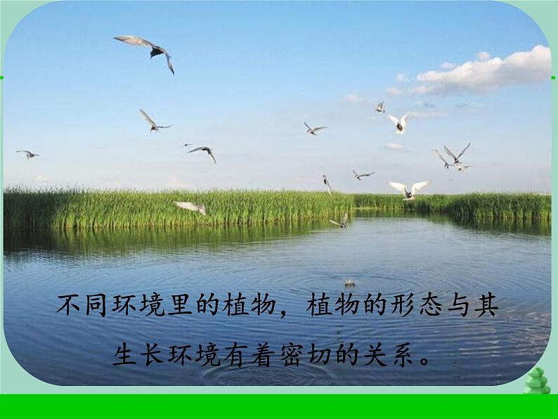 三年级科学下册第二单元植物与环境5不同环境里的植物课件1苏教版04