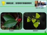 三年级科学下册第二单元植物与环境5不同环境里的植物课件1苏教版