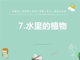 三年级科学下册第二单元植物与环境7水里的植物课件2苏教版