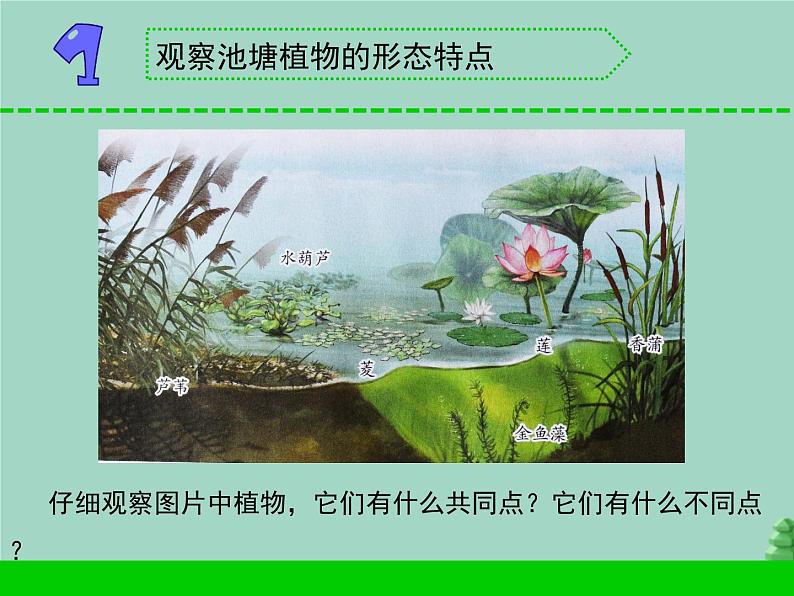 三年级科学下册第二单元植物与环境7水里的植物课件2苏教版03