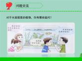 三年级科学下册第二单元植物与环境7水里的植物课件2苏教版