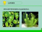 三年级科学下册第二单元植物与环境7水里的植物课件2苏教版