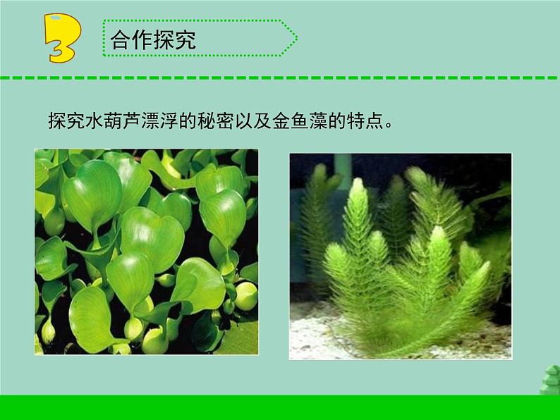 三年级科学下册第二单元植物与环境7水里的植物课件2苏教版05