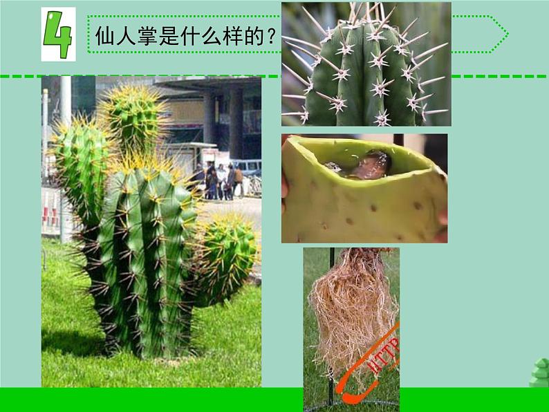 三年级科学下册第二单元植物与环境5不同环境里的植物课件2苏教版06