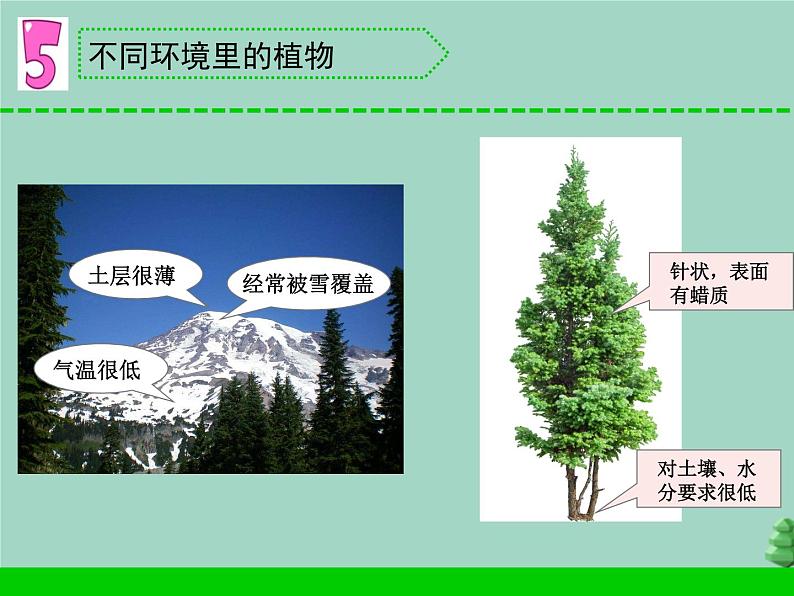 三年级科学下册第二单元植物与环境5不同环境里的植物课件2苏教版07