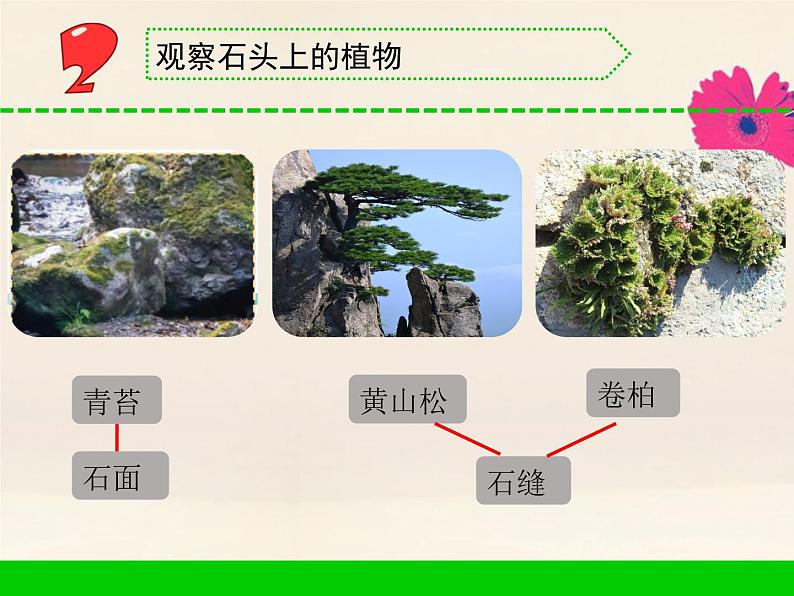 三年级科学下册第二单元植物与环境8石头上的植物课件3苏教版第3页