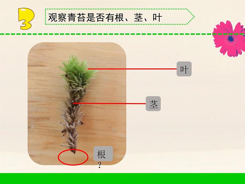 三年级科学下册第二单元植物与环境8石头上的植物课件3苏教版第6页