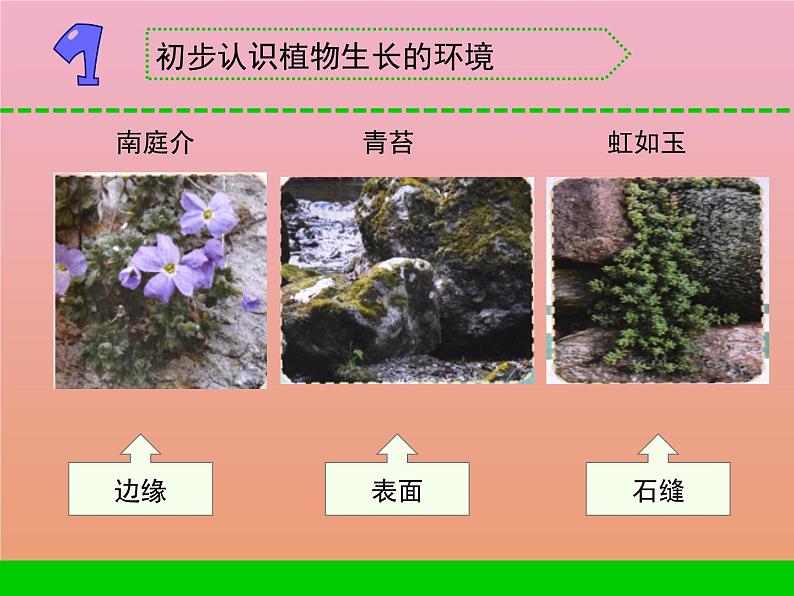 三年级科学下册第二单元植物与环境8石头上的植物课件2苏教版02