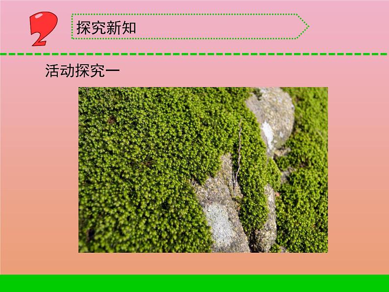 三年级科学下册第二单元植物与环境8石头上的植物课件2苏教版03