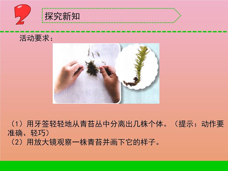 三年级科学下册第二单元植物与环境8石头上的植物课件2苏教版04