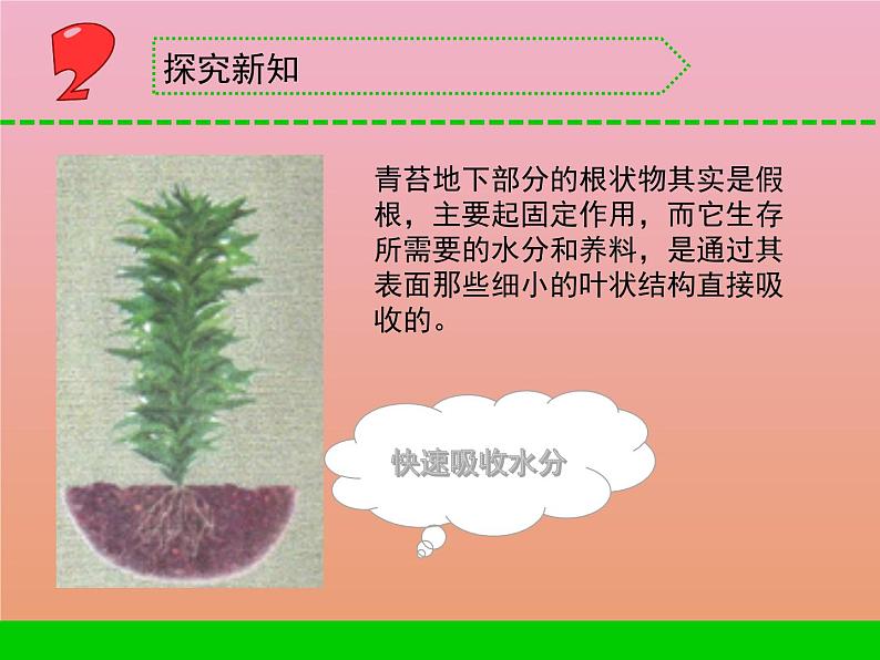 三年级科学下册第二单元植物与环境8石头上的植物课件2苏教版05