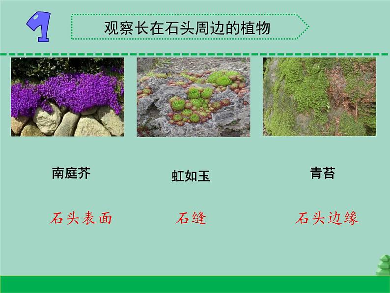 三年级科学下册第二单元植物与环境8石头上的植物课件1苏教版02