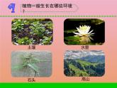 三年级科学下册第二单元植物与环境6沙漠里的植物课件2苏教版