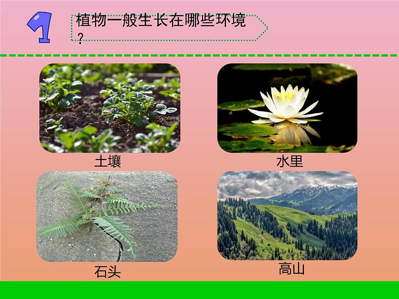 三年级科学下册第二单元植物与环境6沙漠里的植物课件2苏教版01