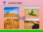 三年级科学下册第二单元植物与环境6沙漠里的植物课件2苏教版