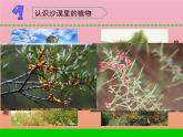 三年级科学下册第二单元植物与环境6沙漠里的植物课件2苏教版