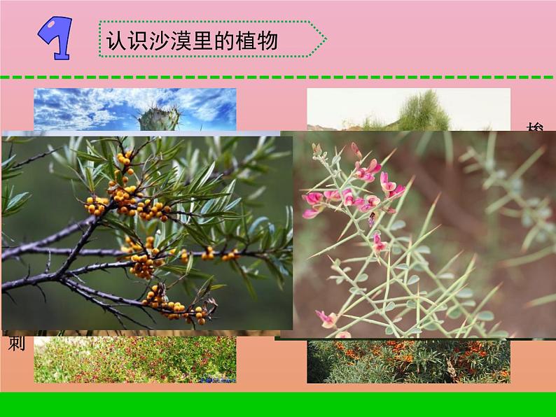 三年级科学下册第二单元植物与环境6沙漠里的植物课件2苏教版04