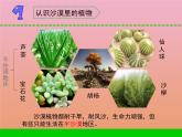 三年级科学下册第二单元植物与环境6沙漠里的植物课件2苏教版