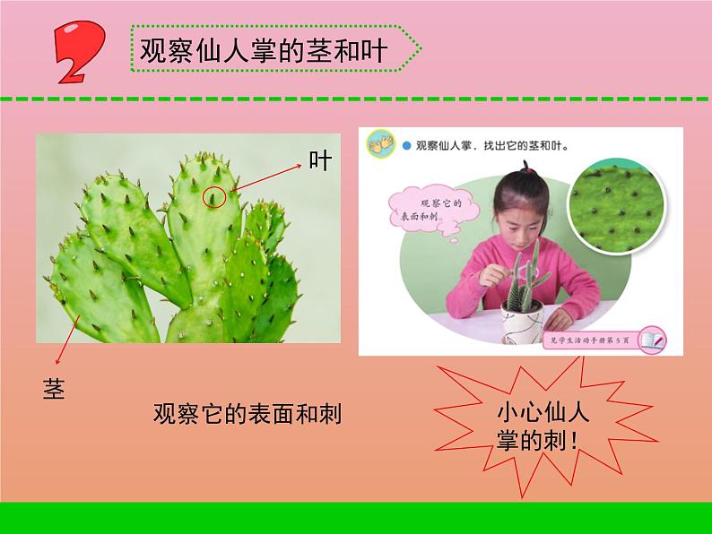 三年级科学下册第二单元植物与环境6沙漠里的植物课件2苏教版06