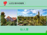 三年级科学下册第二单元植物与环境6沙漠里的植物课件1苏教版