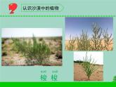 三年级科学下册第二单元植物与环境6沙漠里的植物课件1苏教版